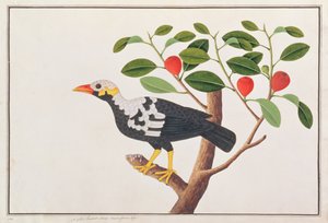 Heuvelmynah, uit Tekeningen van Vogels uit Malakka, c.1805-18